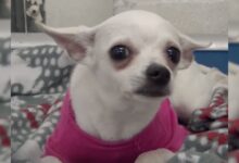 Crying Chihuahua Dumped At Shelter In A Pink Sweater Gets A Second Chance At Life