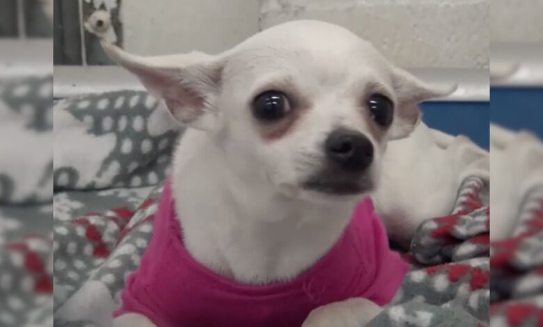 Crying Chihuahua Dumped At Shelter In A Pink Sweater Gets A Second Chance At Life