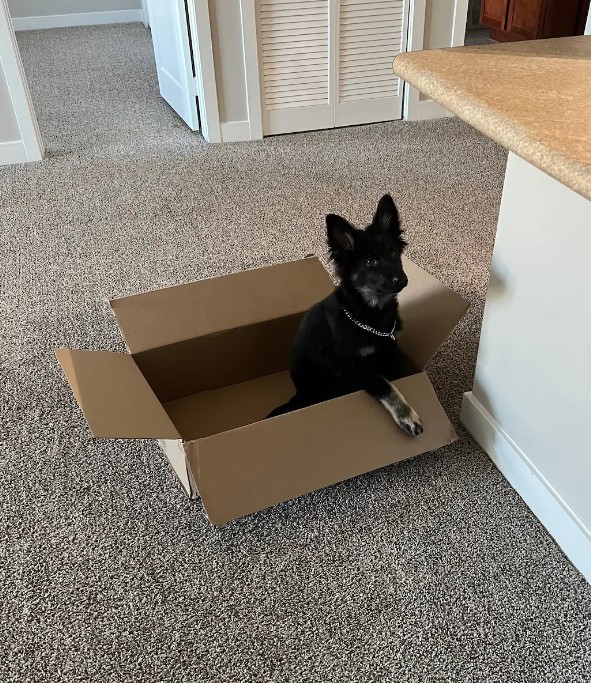 a black foster dog in a cardboard box