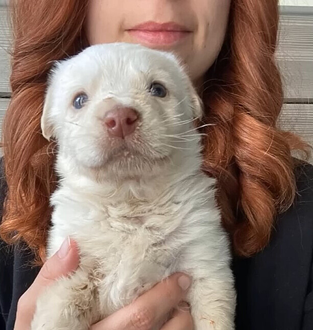 adorable tiny puppy with woman