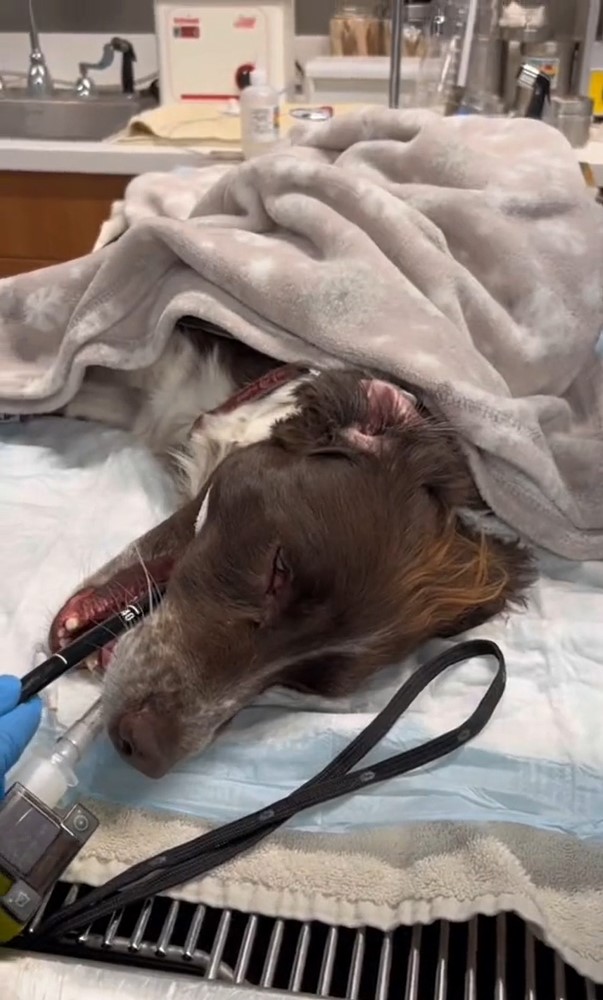vet performing a canine endoscopy