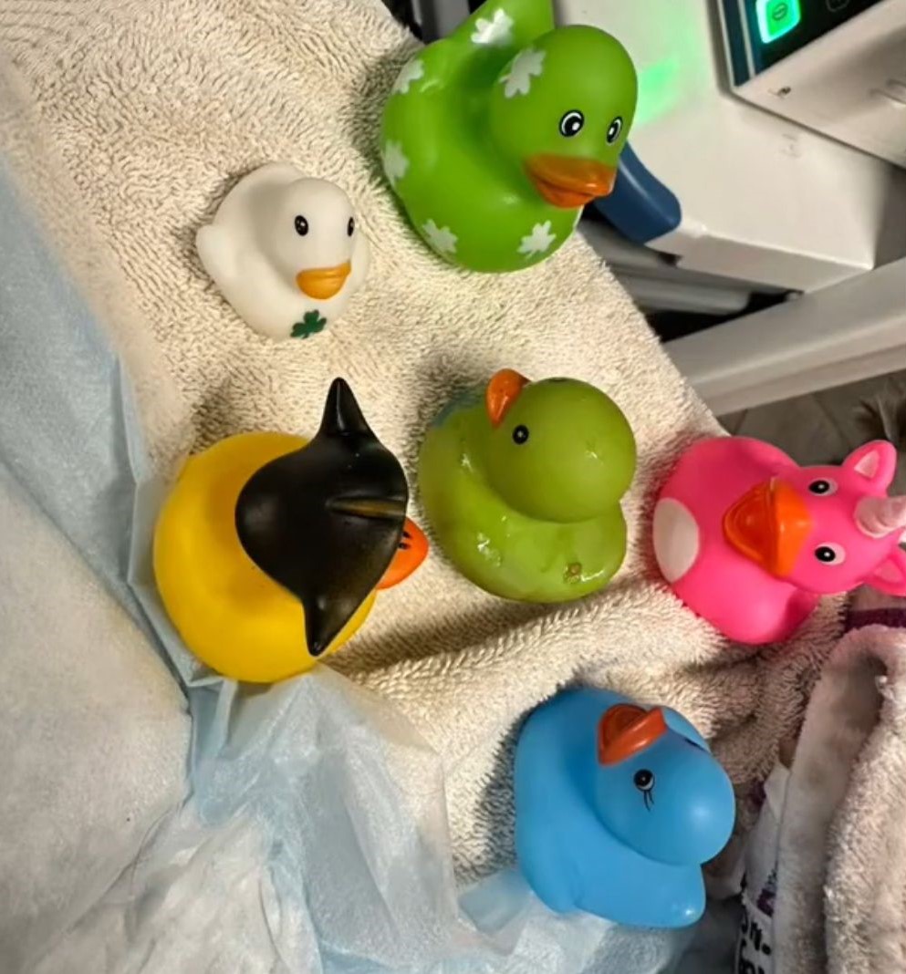 six colorful rubber duckies