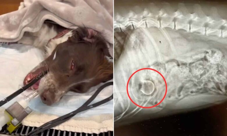 Veterinarians Stunned To Find Out What This Cute Spaniel Dog Swallowed