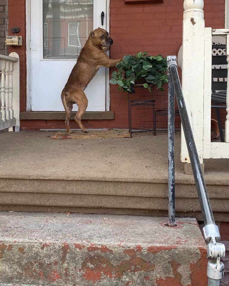 dog standing on legs