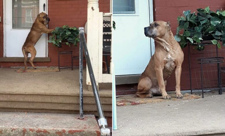 Family Abandons Their Dog, He Sticks To His Old Porch Hoping They Come Back For Him
