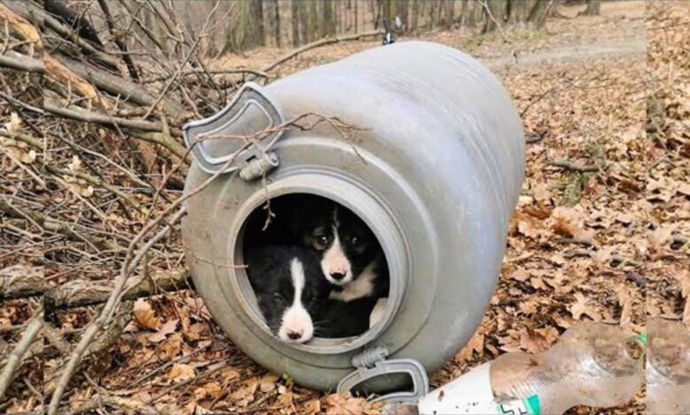Rescuers In Shock To Find A Tiny Surprise Inside A Small Barrel In The Forest