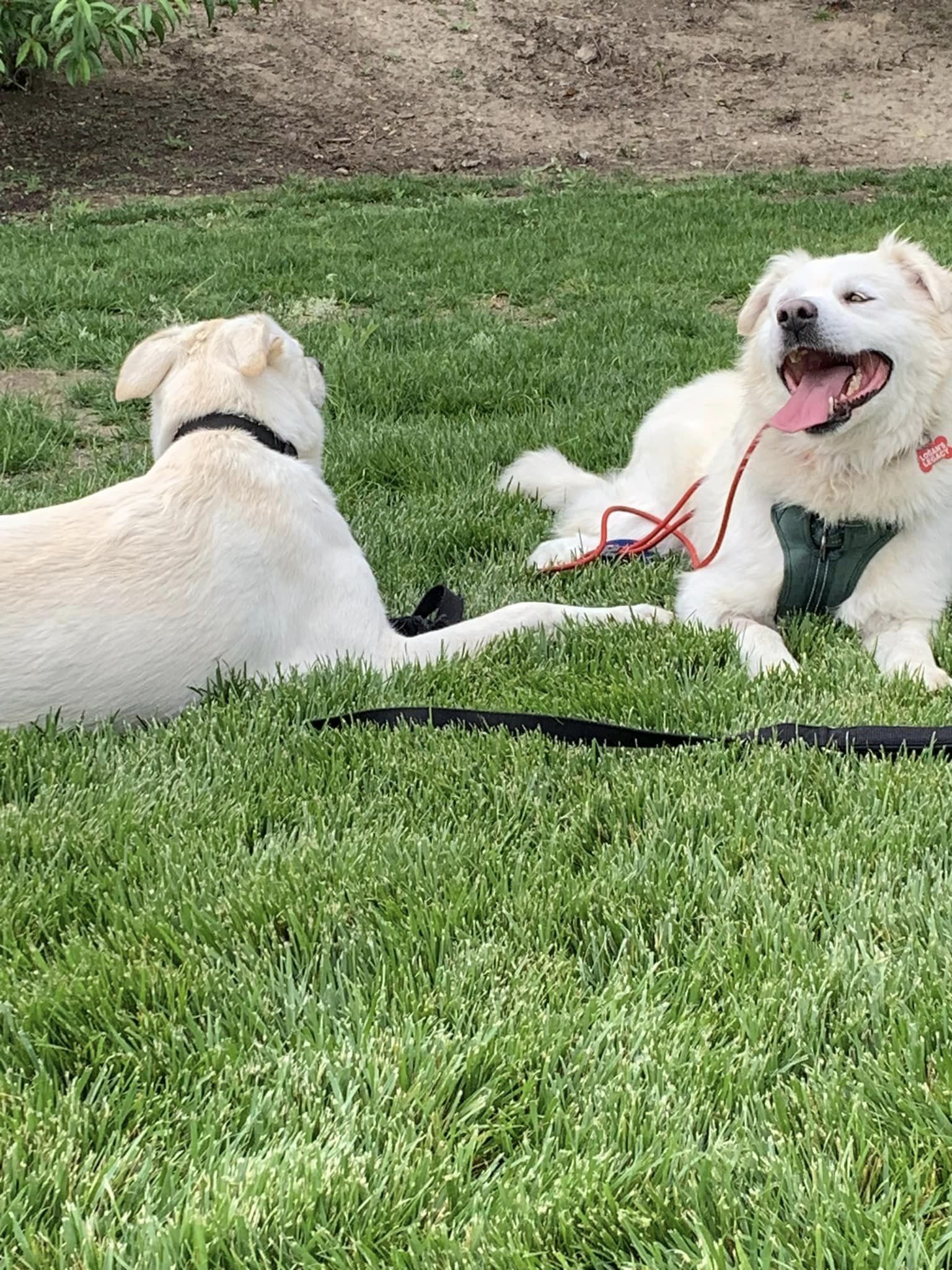 happy dogs on the grass