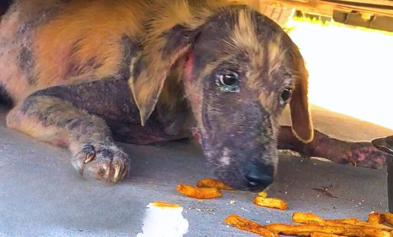 Sweet Puppy Found Under A Car Had The Most Amazing Transformation Ever