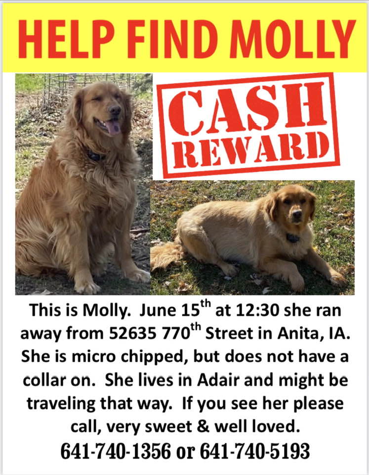 flyer for a missing dog