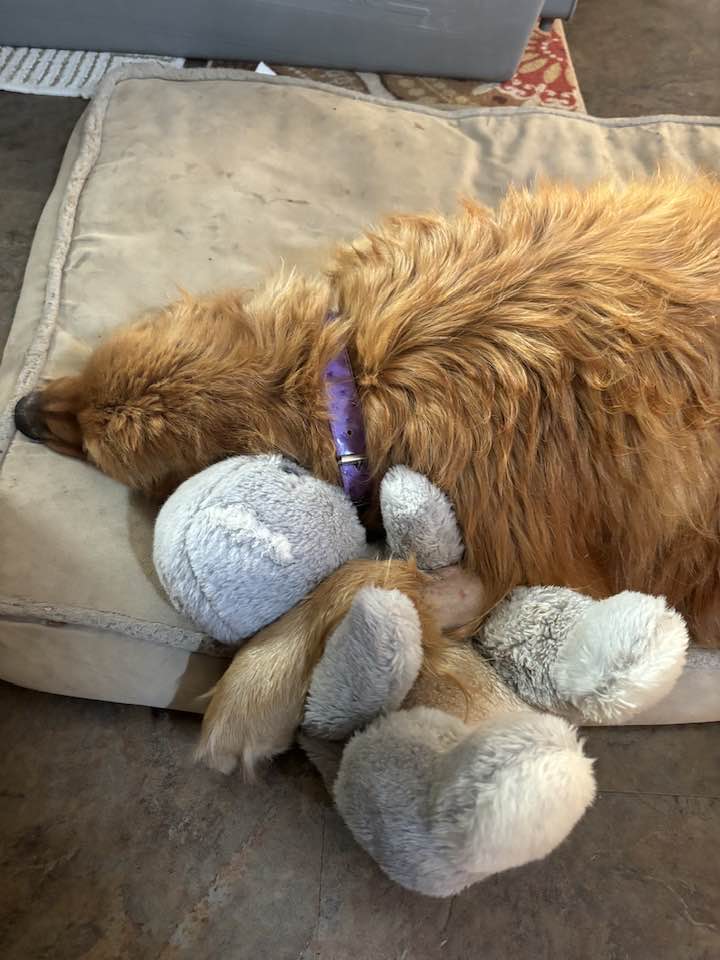 dog lying with a toy
