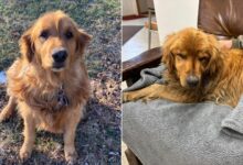Missing Dog Spent 5 Months Living In A Cornfield After Running Away From Groomer’s Appointment