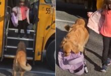 An Adorable Pup Comes To The Bus Stop Every Day To Pick Up His Little Human