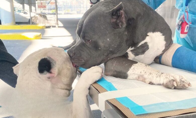 Heartbroken Pitties Comfort Each Other After Losing Their Dad In A Hiking Accident