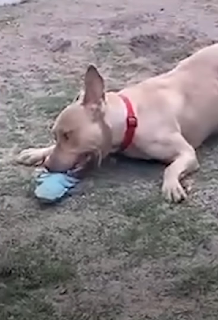 old dog playing with its toy