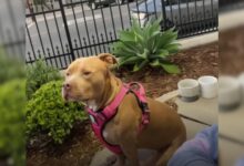 People Would Not Let Their Dogs Play With This Sweet Pittie At The Park