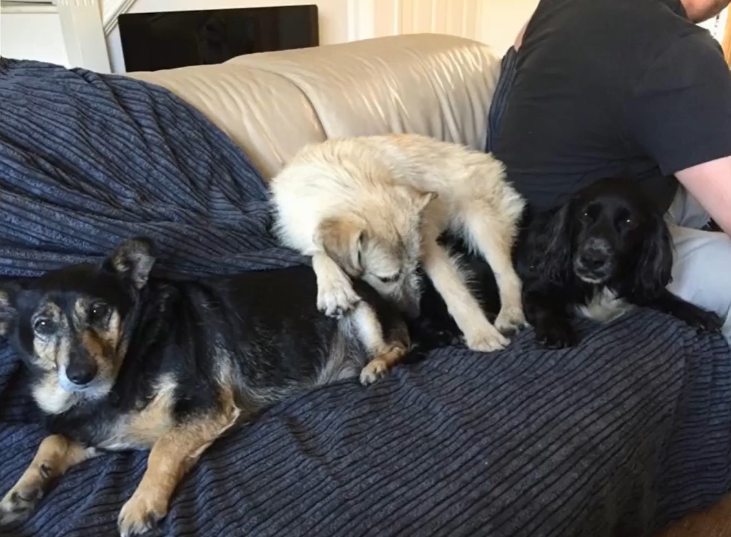 three dogs on the couch