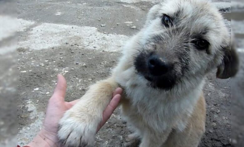 A Sweet Puppy Shaked His Savior’s Hand After A Successful Rescue
