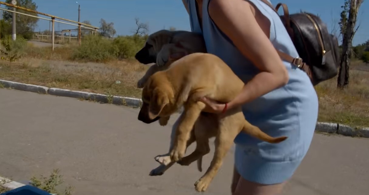 woman carrying puppies