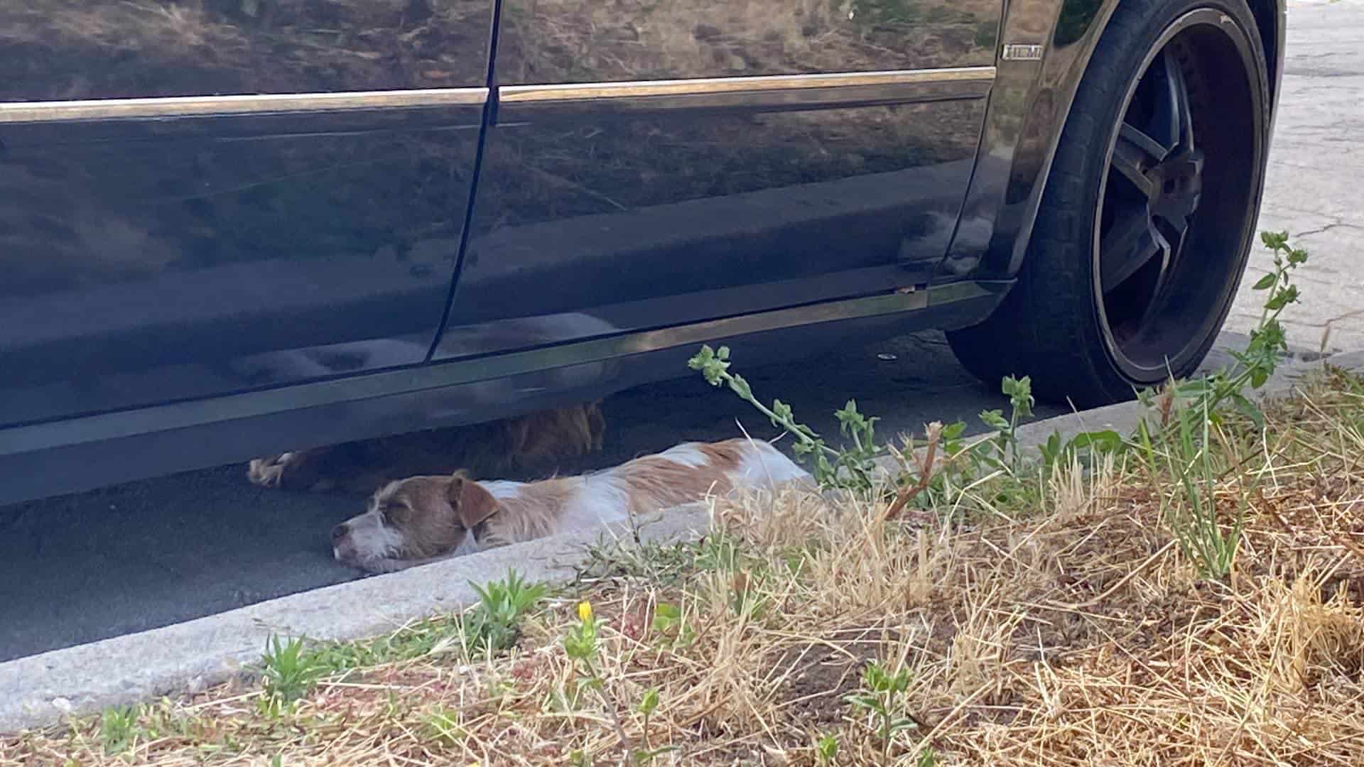 Dogs laying under the car