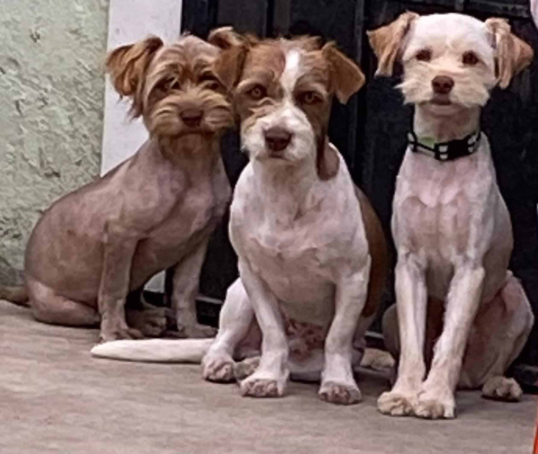 Three little puppies standing in front of camera