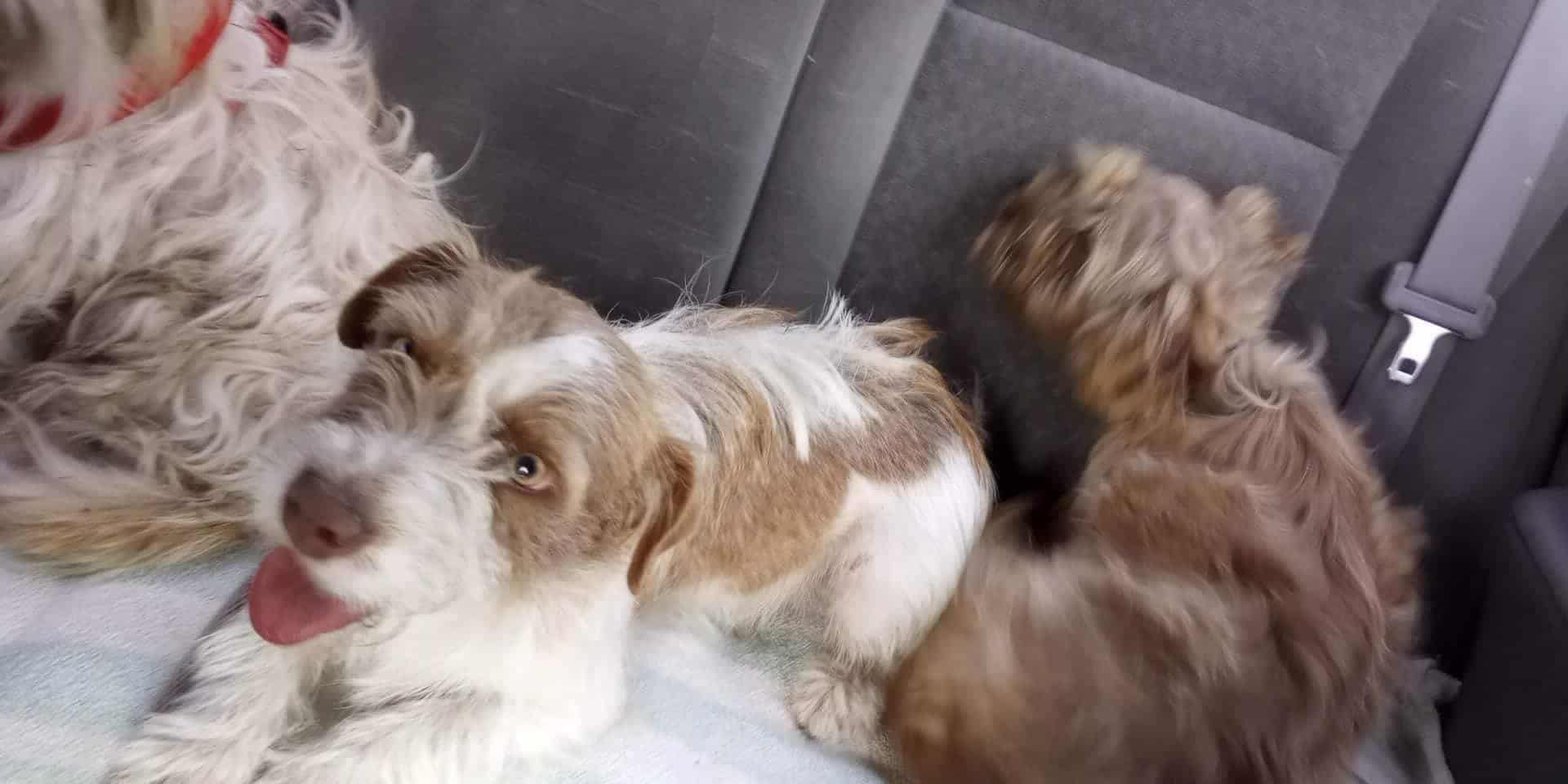 Three puppies sitting in the back of the car