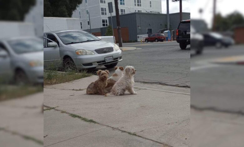 A Big Dog Family Abandoned By Their Owners Refuse To Leave The Spot Where They Last Saw Them