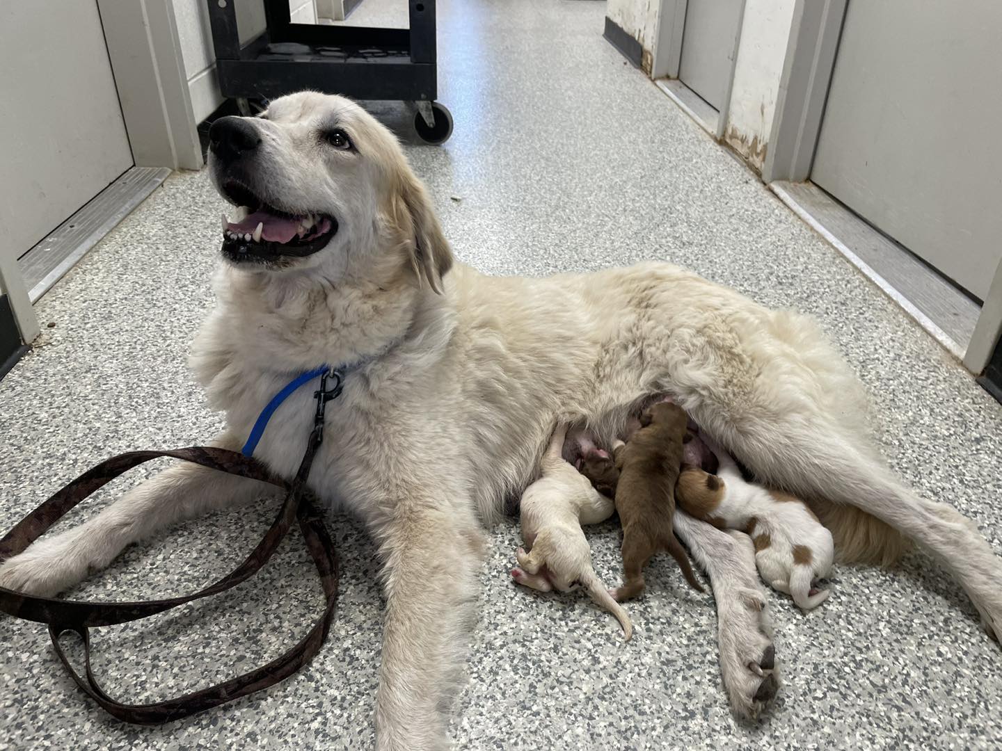 dog nursing adopted litter of puppies