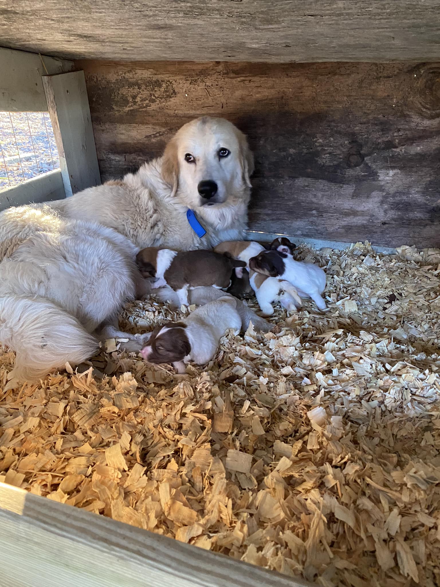 dog lying next to litter of puppies