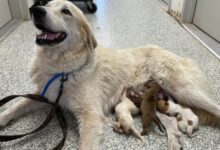 Amazing Shelter Dog Took In 3 Puppies Under Her Care And Helped Them Recover