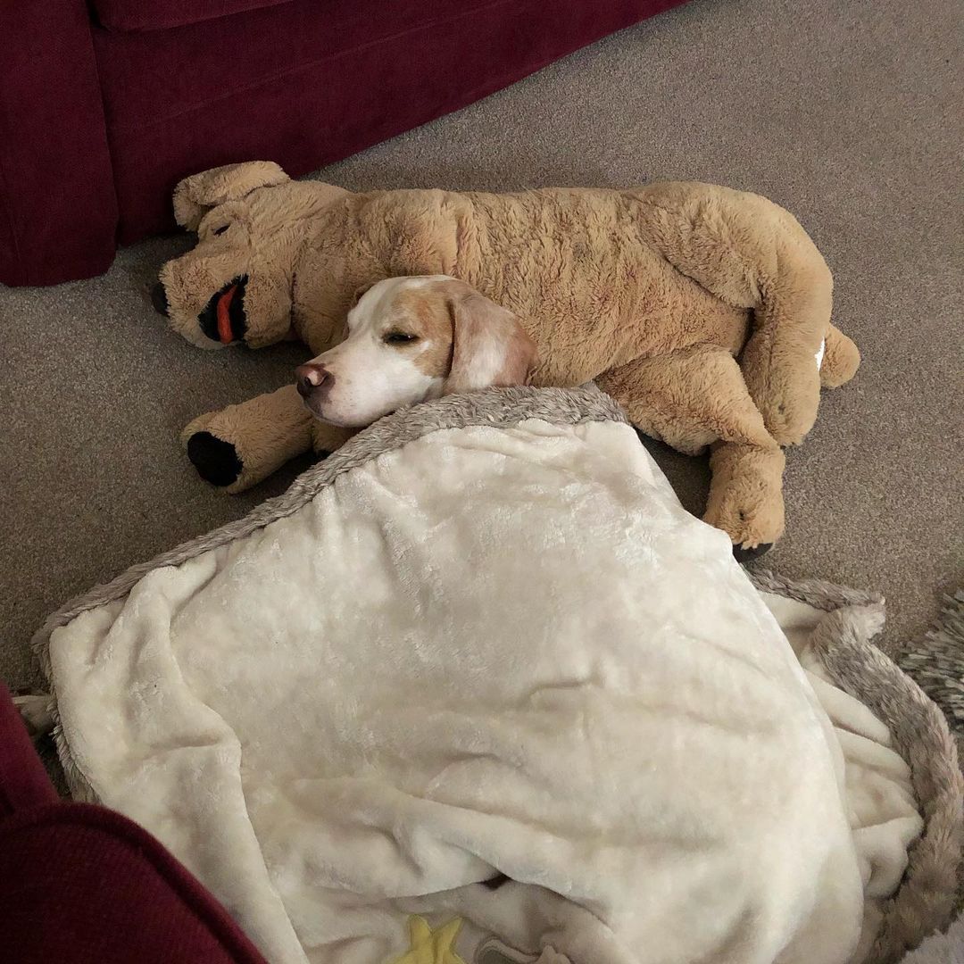 dog lying with a teddy bear