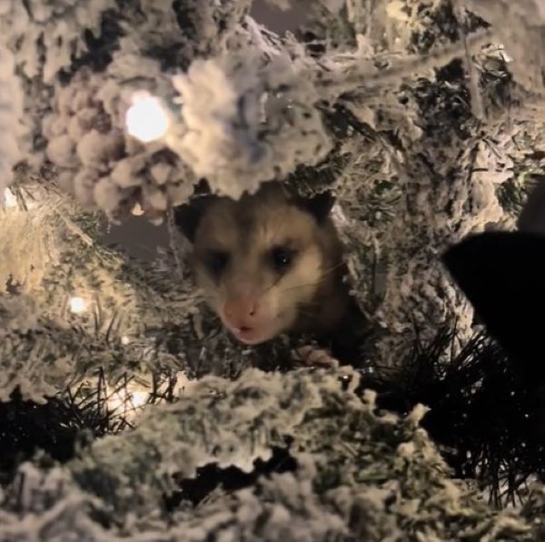 an opossum in christmas tree