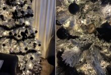 Woman Shocked To Find A Living ‘Ornament’ Hiding In Her Christmas Tree
