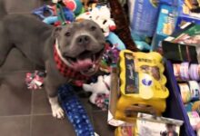 Shelter Animals Had A Chance To Peek Under The Christmas Tree And They All Got The Best Gift