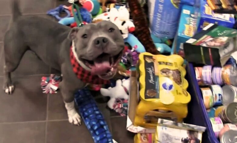 Shelter Animals Had A Chance To Peek Under The Christmas Tree And They All Got The Best Gift