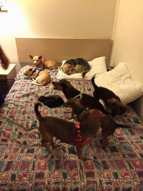 puppies lying on a bed