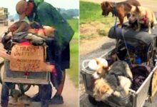 Woman Noticed A Man Pushing A Cart Filled With Pups And Was Surprised By His Story