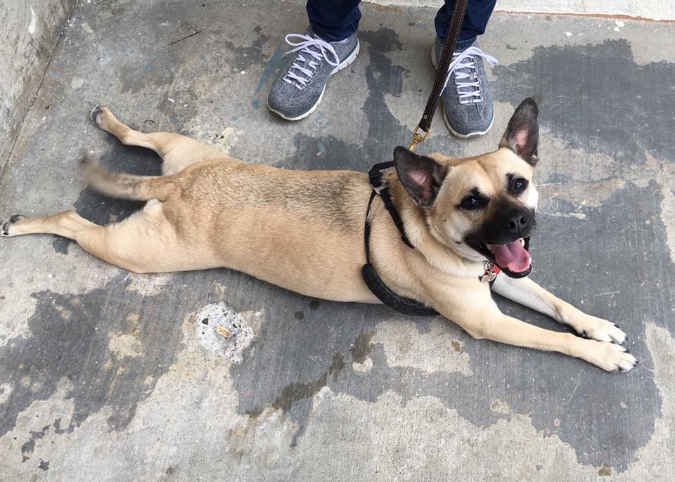 dog on a leash lying on concrete