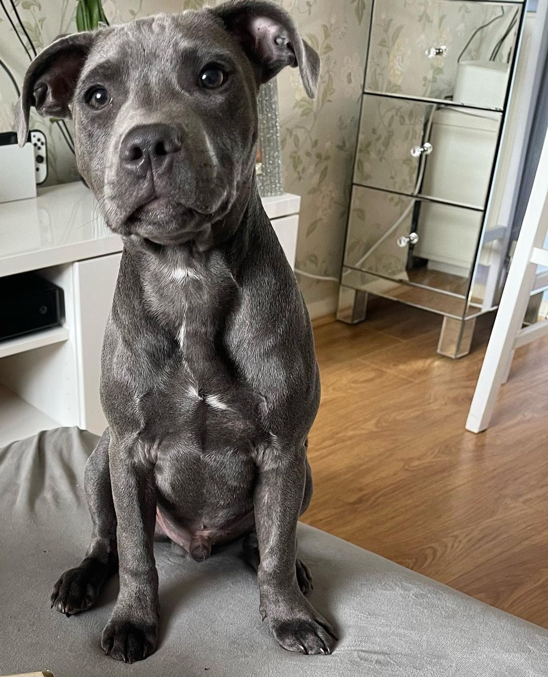 gray dog sitting