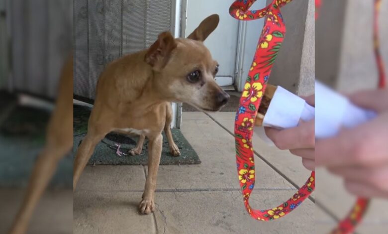 Sweet Chihuahua Abandoned By Previous Owners Was Given A Second Chance By Her Rescuers