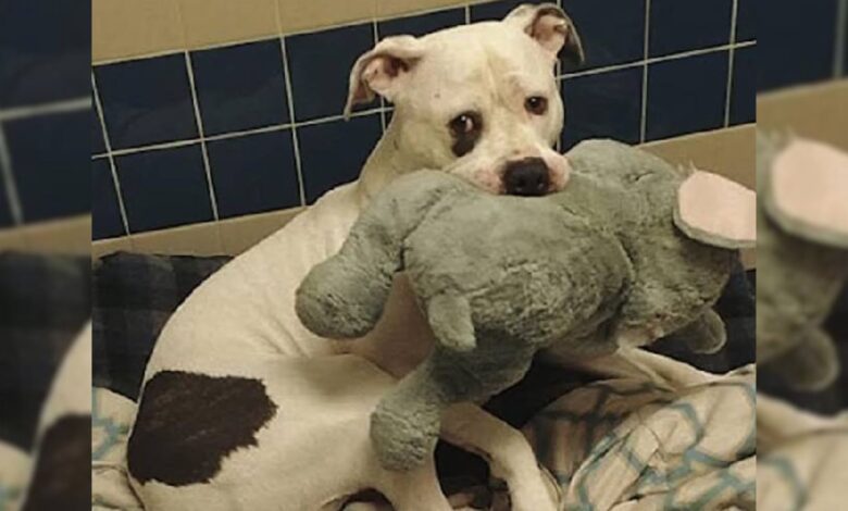 A Dog Who Was Almost Euthanized Couldn’t Stop Hugging His Stuffed Animal
