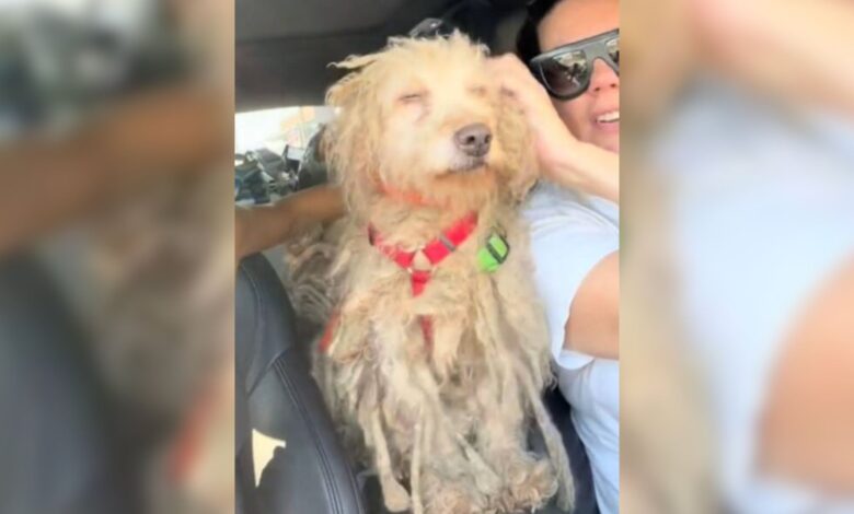 Severely Matted And Starving Dog Couldn’t Contain His Gratitude For Being Saved