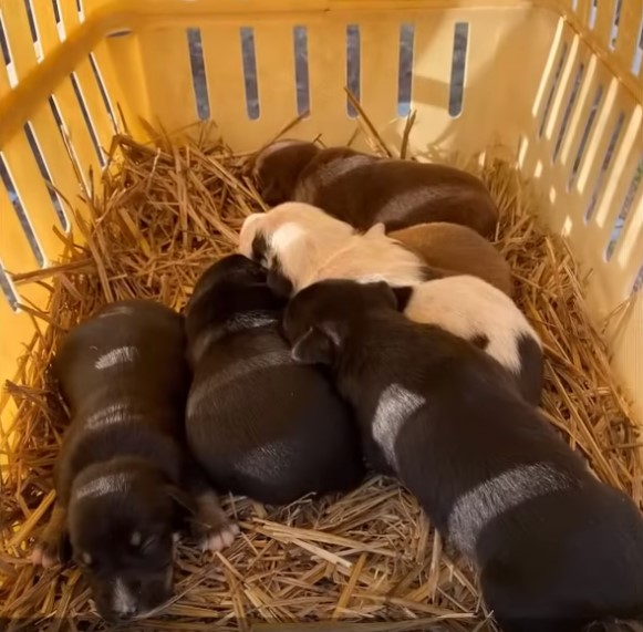 puppies laying in a cart