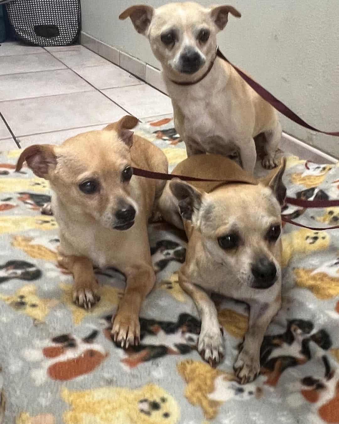 three dogs in the house