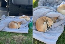 Rescuers Were Heartbroken To Find 3 Abandoned Dogs Sleeping On An Old Blanket In The Street