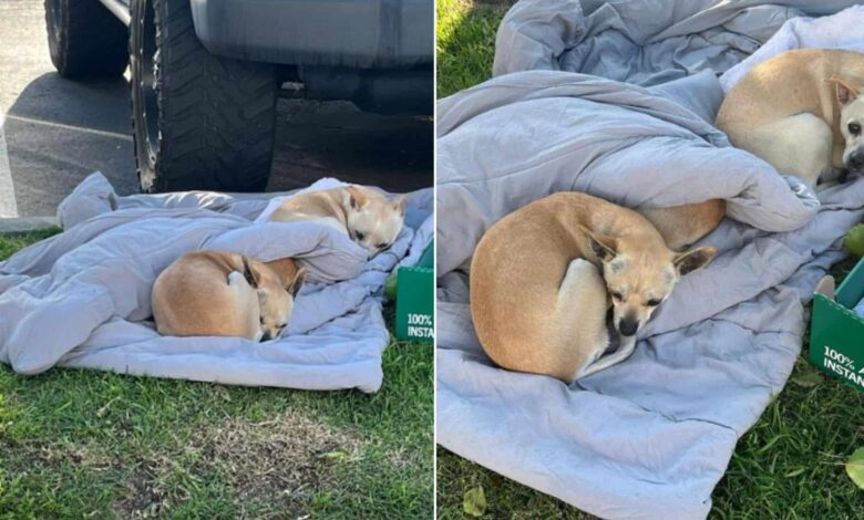 Rescuers Were Heartbroken To Find 3 Abandoned Dogs Sleeping On An Old Blanket In The Street
