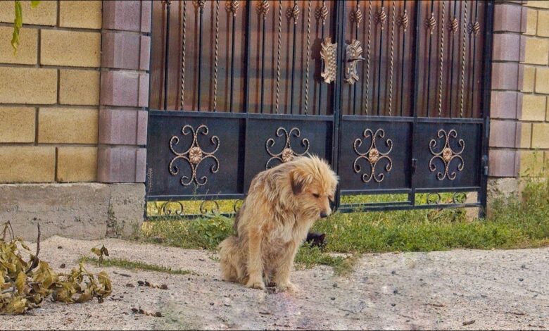 A Loyal Pup Abandoned By His Family Spent A Year Hoping They Would Come Back For Him