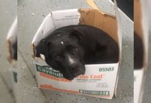 A Sweet Pittie Doesn’t Want To Leave His Cardboard Box Even After Being Rescued
