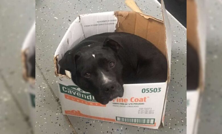 A Sweet Pittie Doesn’t Want To Leave His Cardboard Box Even After Being Rescued