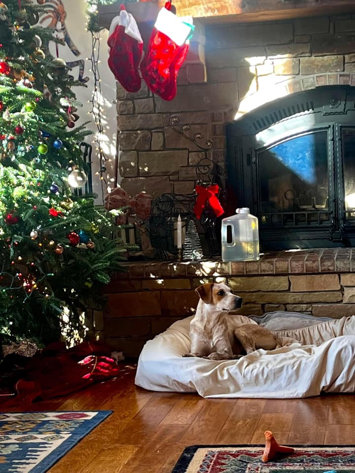 cute dog laying next to Christmas tree