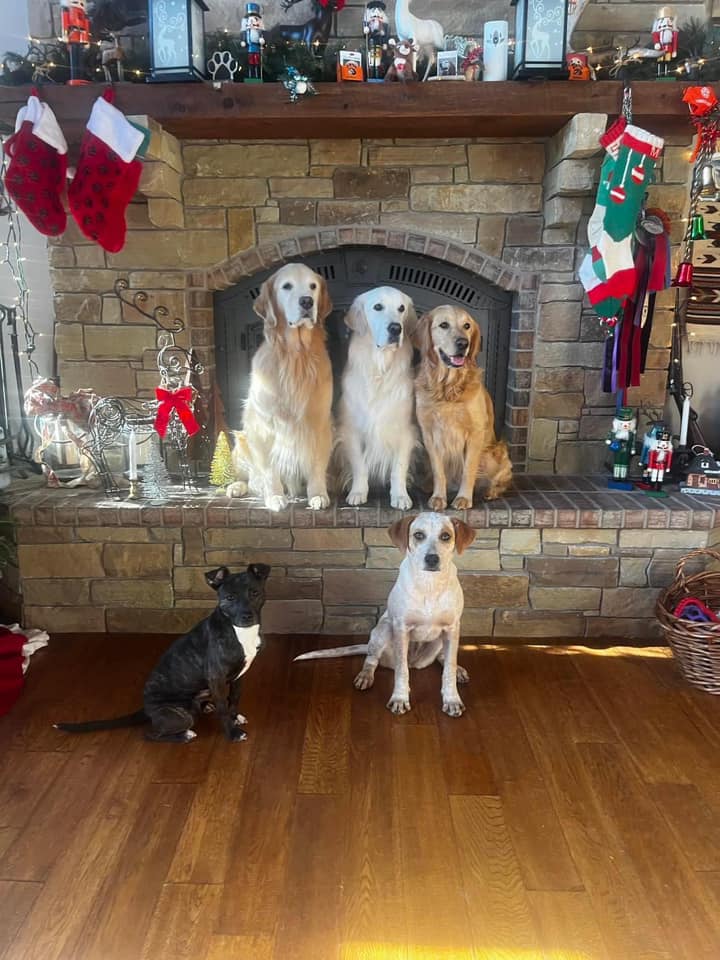five dogs and Xmas decorated house
